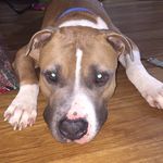 Profile Picture of Christopher Pruski (@yaps_and_taps_rescue_center) on Instagram