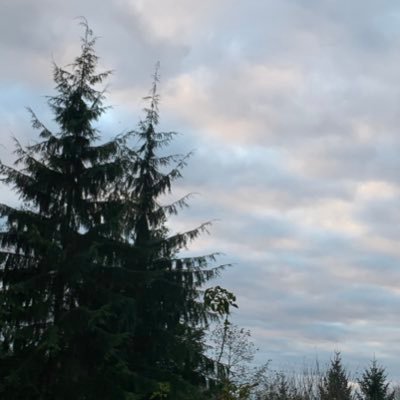 Profile Picture of Lynne Springer (@LynettaNadina) on Twitter