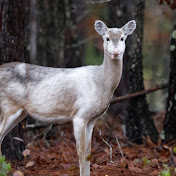 Profile Picture of Richard Beasley (@richardbeasley9084) on Youtube