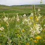 Profile Picture of Poulson Richardi (@poulson.ri) on Instagram