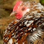 Profile Picture of HEFFELFINGER (@56346urben) on Instagram