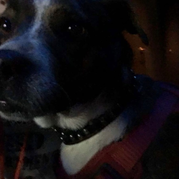 Profile Picture of Service dog gear and pet gear Dog gear! (@jjhuddy13) on Poshmark