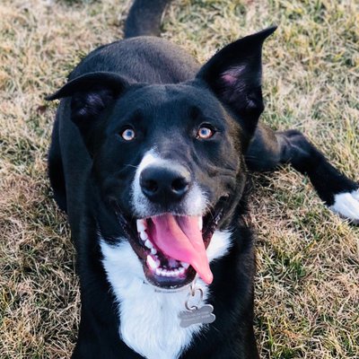 Profile Picture of Caleb Roush (@caleb_roush) on Twitter