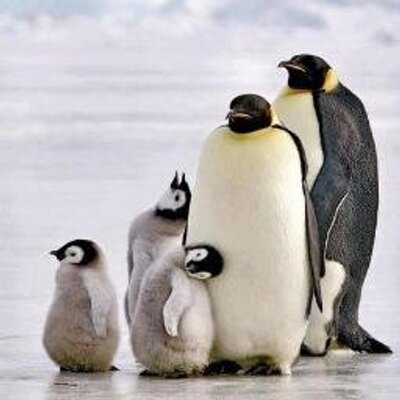 Profile Picture of Chris Blaisdell (@cblaisdell63) on Twitter