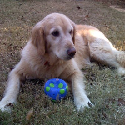 Profile Picture of Dan Csont (@danielcsont) on Twitter