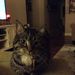 Profile Picture of Monica Pagels (@monicapagels) on Pinterest