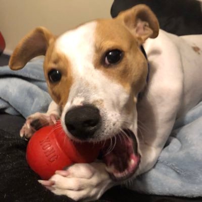 Profile Picture of Scott Whitford (@ScottWhitford7) on Twitter