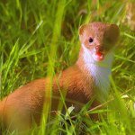 Profile Picture of Ellie Kate Gunter (@woah_weasle) on Instagram