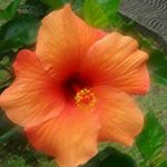 Profile Picture of Sandra Sandra (@sandra.lambert.1420) on Instagram