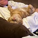 Profile Picture of Kevin (@orange_cat_kevin) on Instagram