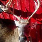 Profile Picture of Larry Wayne Hallmark (@larryhallmark) on Instagram