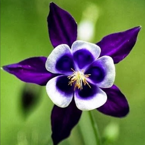 Profile Picture of Jamillah Wade (@jw717) on Poshmark