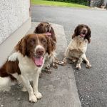 Profile Picture of Joey ~ Ruby ~ Bailey (@thespringertrio) on Instagram