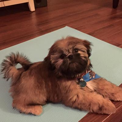 Profile Picture of Carol Culos (@croweriver) on Twitter