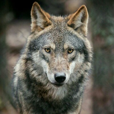 Profile Picture of Andrew Cress (@CressAndrew) on Twitter