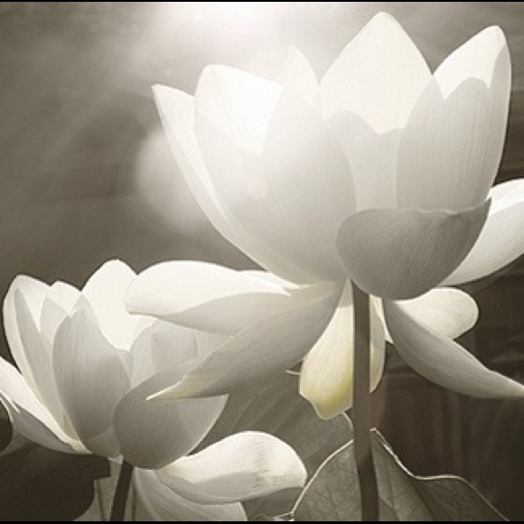 Profile Picture of Lien Do (@liendo810) on Poshmark