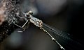 Profile Picture of Indolestes obirion Wikipedia