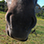 Profile Picture of Nish Barnard (@NishTexel) on Flickr