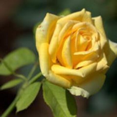 Profile Picture of Rosa I. Morales (@RosaMora7792) on Twitter