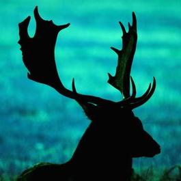 Profile Picture of Aurélie Davodet (@Aurelie14220) on Twitter