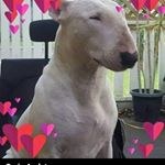 Profile Picture of Craig Audet (@craigiezoee) on Instagram