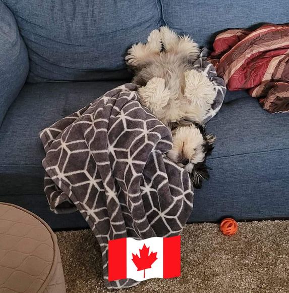 Profile Picture of Kim Fraser (@kdcanada345) on Poshmark