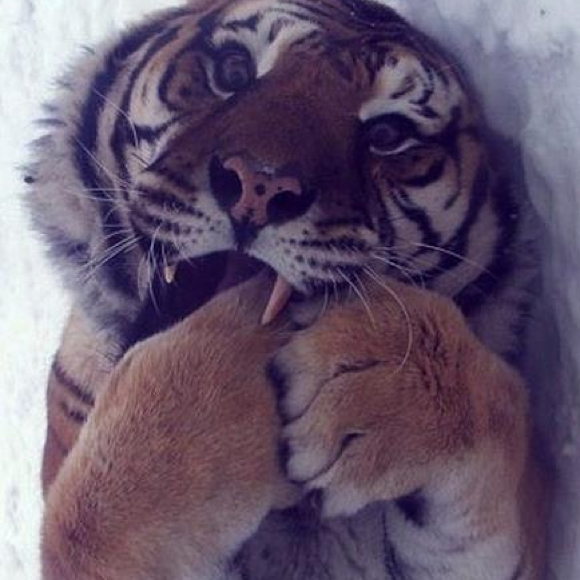 Profile Picture of Patricia Shikhman (@patcat1) on Poshmark