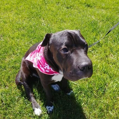 Profile Picture of Scott Tedford (@Teddyfro) on Twitter