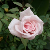 Profile Picture of REENA RAI (@reenarai7368) on Youtube