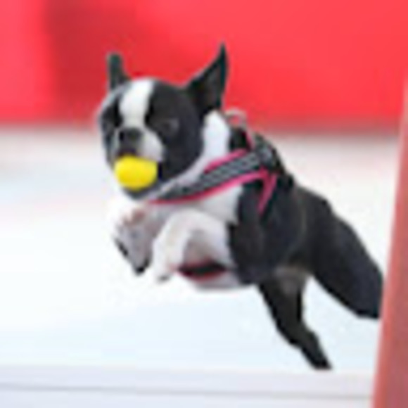 Profile Picture of Sonia Marcoccia (@marcoccia2) on Poshmark