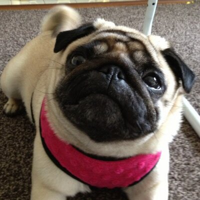 Profile Picture of Debbie Morrissey (@DebbiePugmom) on Twitter