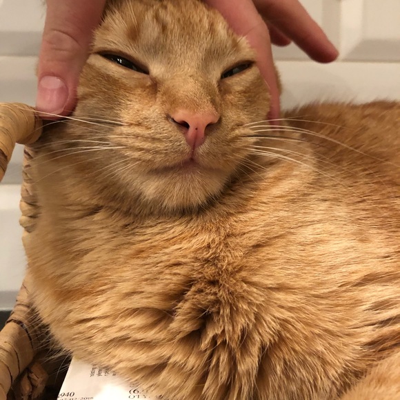 Profile Picture of Logan Korakis (@drmvelocity) on Poshmark