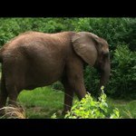 Profile Picture of blakebowling (@blakebowling) on Instagram