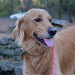 Profile Picture of Tula Smith 🐾 (@tula.the.mini.golden) on Instagram