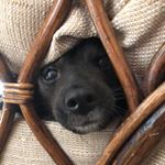 Profile Picture of Toby the dog (@toby.lopez_) on Instagram