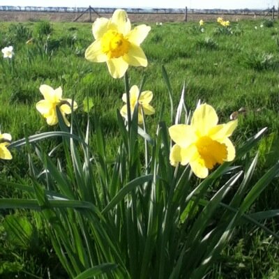 Profile Picture of Georgie Lilly Mahon (@MahonLilly) on Twitter