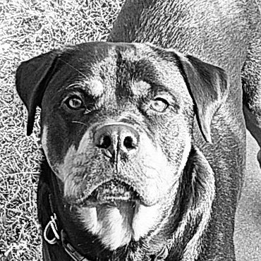 Profile Picture of Toby.J..Muller (@tjmuller2006) on Twitter