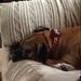 Profile Picture of Rishay Watson (@rishayw) on Pinterest