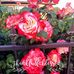 Profile Picture of Cindy Wight (@cindy.wight.58) on Facebook