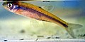Profile Picture of Bigeye shineron Wikipedia