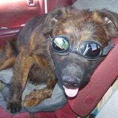 Profile Picture of Chip Cooler (@chip.cooler) on Tiktok