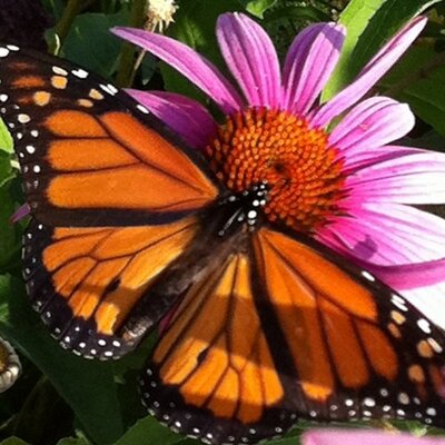Profile Picture of Shelly Farrell (@Sraefarrell) on Twitter