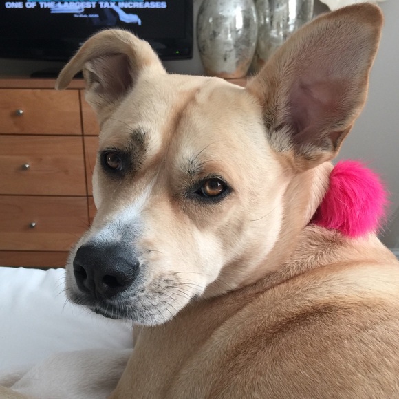 Profile Picture of Dawn Marietti (@dawnmarietti) on Poshmark