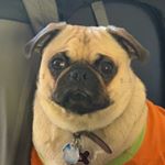 Profile Picture of Michael (@michael_the_pug_ermisch) on Instagram