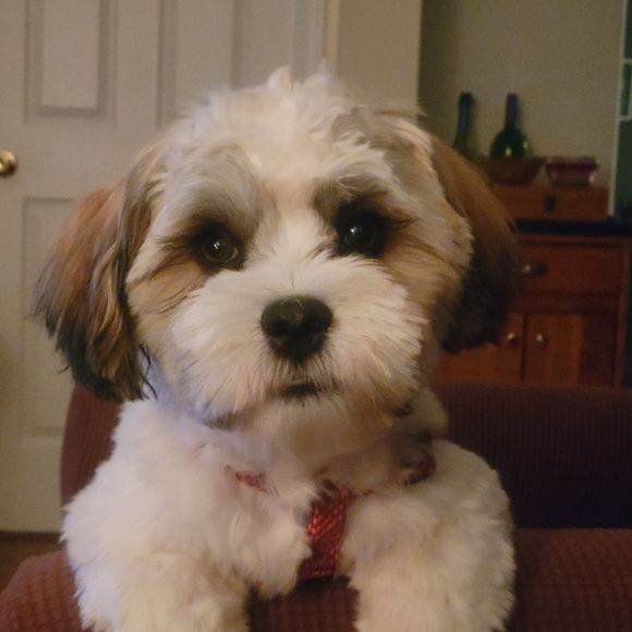 Profile Picture of Linda Capogrossi (@lindacapogrossi) on Poshmark