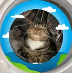 Profile Picture of Samuel Adam Diddle (@samadamdiddle) on Facebook