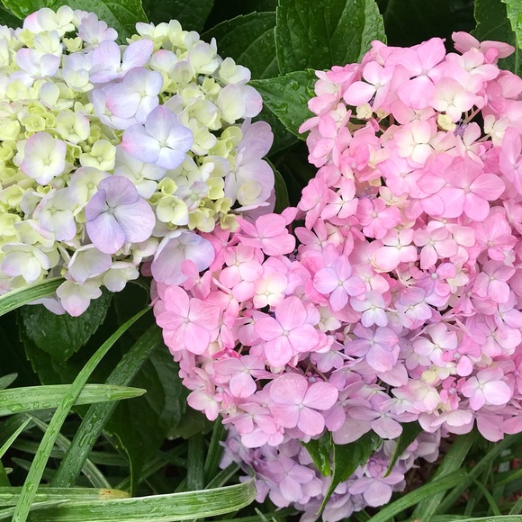 Profile Picture of Corin Drozdowski (@coridroz) on Poshmark