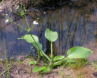 Profile Picture of Alisma orientaleon Wikipedia