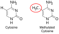 Profile Picture of DNA methylation - Wikipediaon Wikipedia
