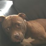 Profile Picture of Colin Rennie (@colinwearspants) on Instagram